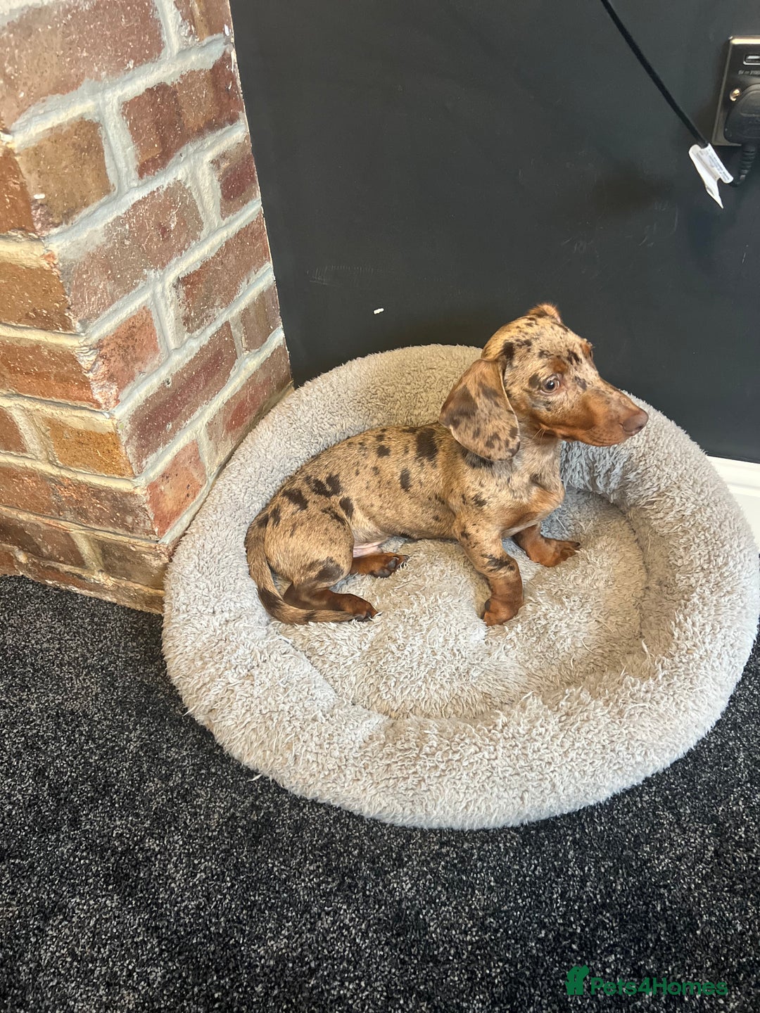 Miniature Dachshund dogs for sale: Miniature Dachshund Boy - Advert 6