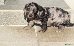 Cockapoo dogs for sale: F1 Cockapoo puppies for sale - Advert 7