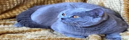 British Shorthair cats for sale: 🌟GCCF BSH 🏆Champion Bloodline 🌟5-Gen Pedigree🌟 - Advert 16