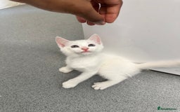 British Longhair cats for sale: 5 kittens available  - Image 8