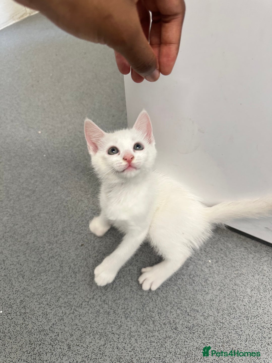 British Longhair cats for sale: 5 kittens available  - Image 8