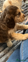 Cocker Spaniel dogs - Advert 13