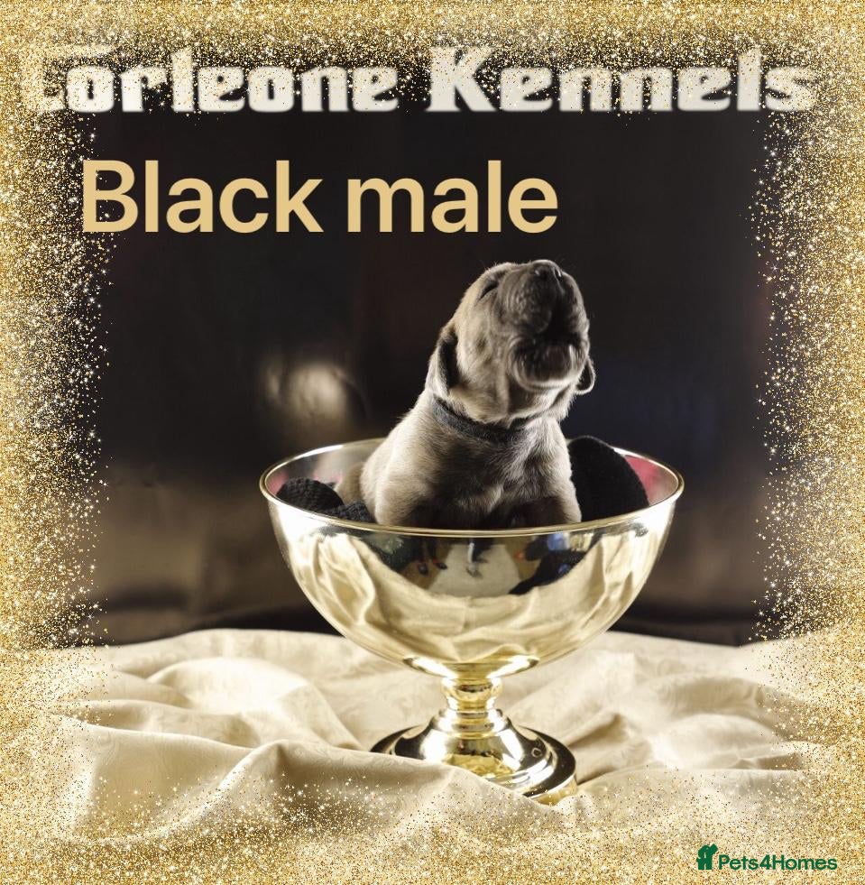 Cane Corso dogs Elite Formentino Cane Corso puppies - Advert 8