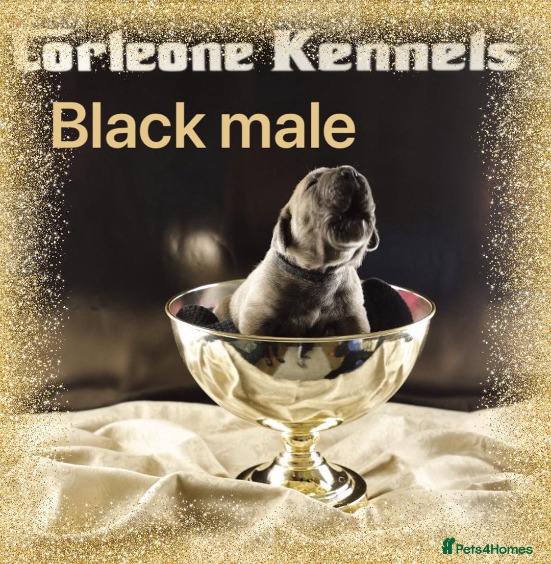 Cane Corso dogs for sale: Elite Formentino Cane Corso puppies - Advert 1