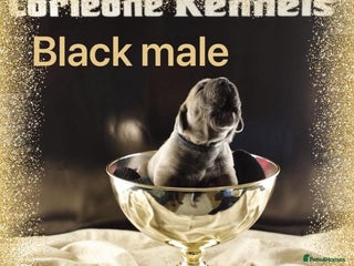 Cane Corso dogs Elite Formentino Cane Corso puppies - Advert 14