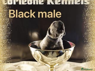 Cane Corso dogs Elite Formentino Cane Corso puppies - Advert 5