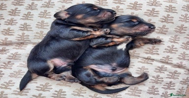 Miniature Dachshund dogs - Advert 3