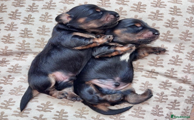 Miniature Dachshund dogs - Advert 3