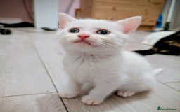 Mixed Breed cats for sale: Adorable kittens for sale - Image 6