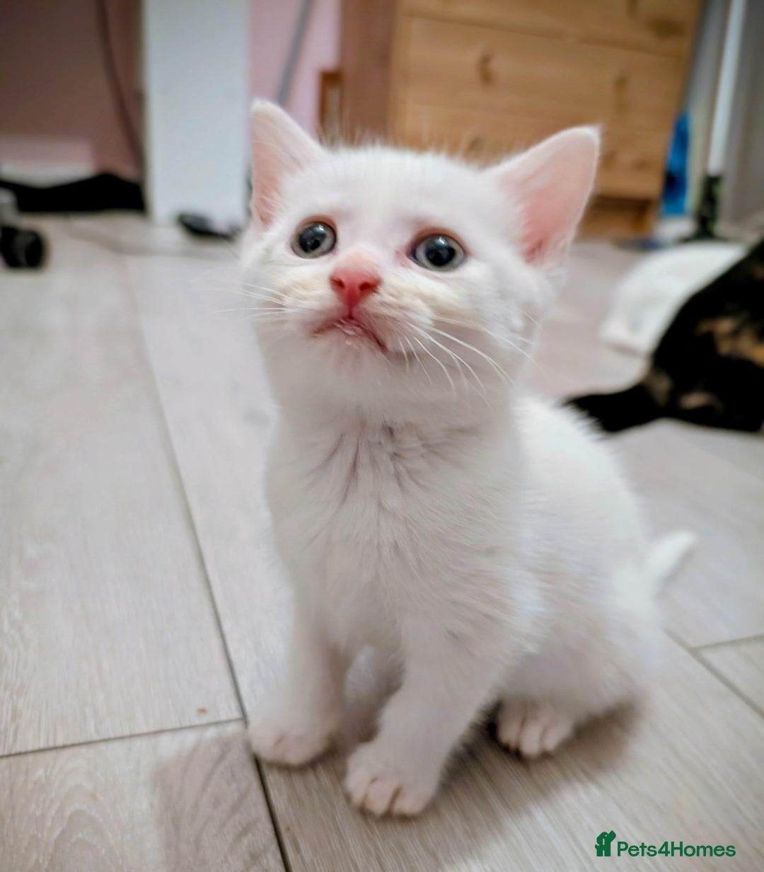 Mixed Breed cats for sale: Adorable kittens for sale - Image 6