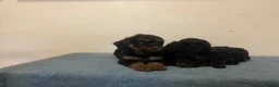 Cockapoo dogs for sale: Beautiful F1 cockapoos - Advert 7