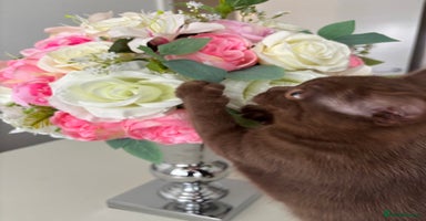 British Shorthair cats - Advert 5