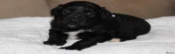 Australian Shepherd dogs for sale: Aussiedoodle puppies F1 health tested parents  - Advert 26