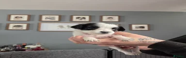 English Springer Spaniel Puppy