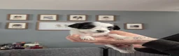 English Springer Spaniel dogs for sale: Health Tested Parents- KC Registered ESS - Advert 3