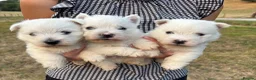 West Highland Terrier dogs for sale: 5 Gorgeous KC Registered West Highland Terriers - Advert 3
