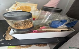 Gerbil rodents for sale: 2 lovely Gerbils - Image 4
