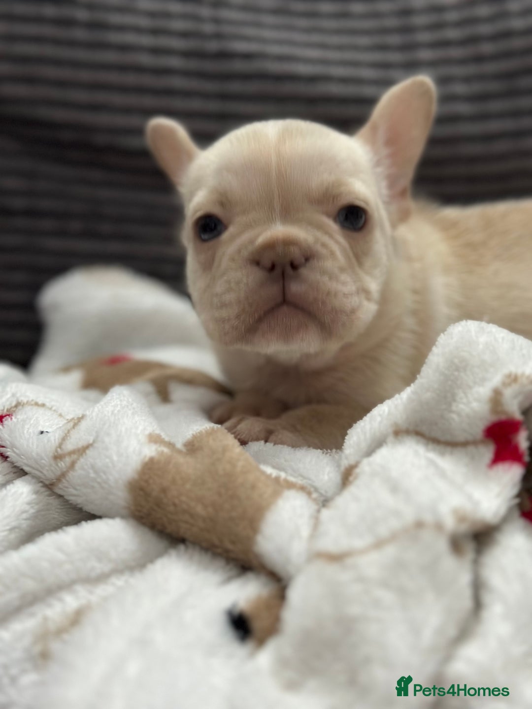 French Bulldog dogs for sale: French bulldog puppies Ready Now! - Advert 25