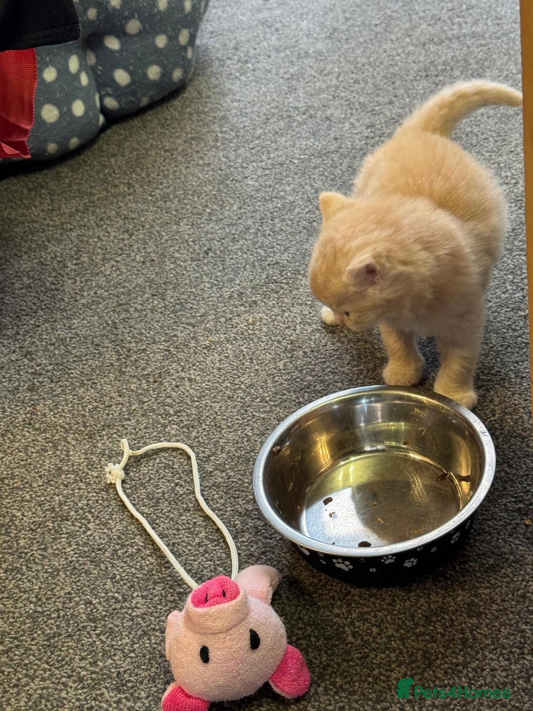 Bengal cats for sale: Bengal Mixed Litter - 2 Ginger & 1 Blue/Grey - Image 29