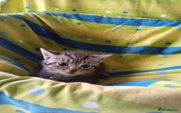 Mixed Breed cats for sale: RAGDOLL CROSSBREED KITTENS - Image 3