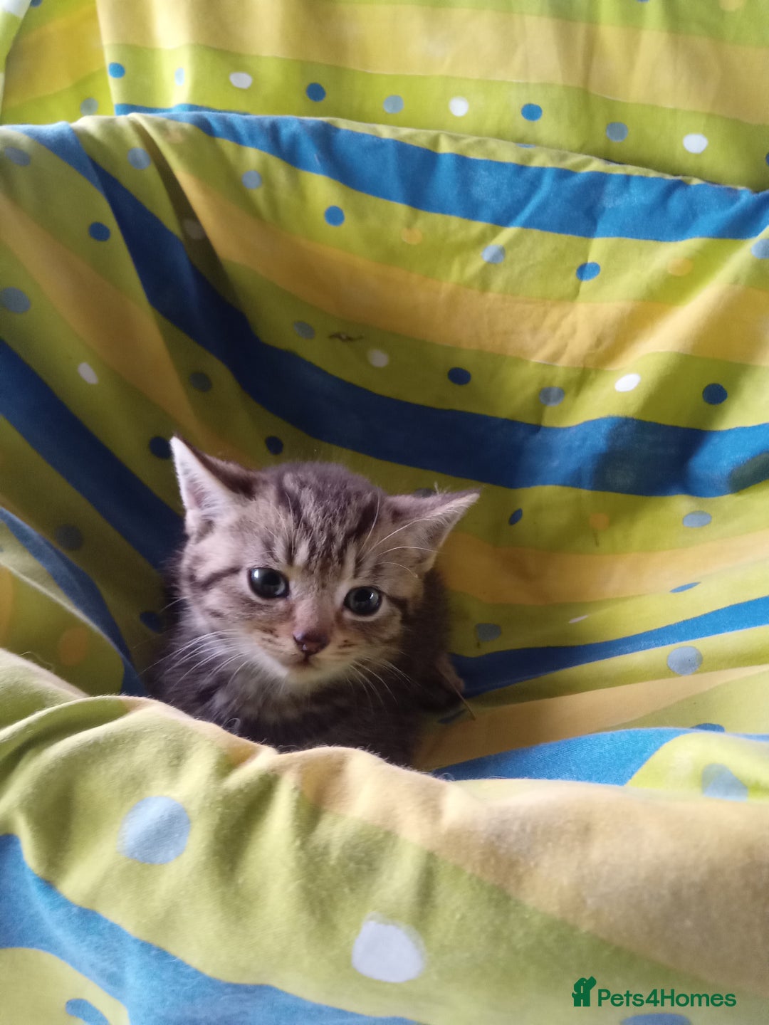Mixed Breed cats for sale: RAGDOLL CROSSBREED KITTENS - Image 3