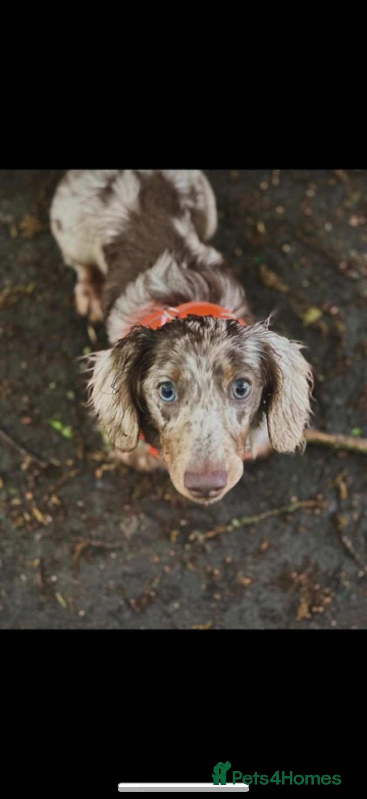 Miniature Dachshund dogs  BUMBO Miniature longhair dachshund stud - Advert 17