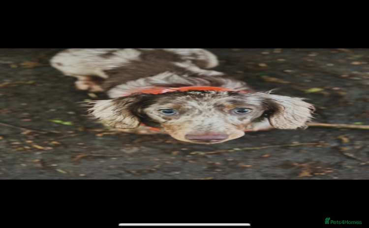 Miniature Dachshund dogs - Advert 1