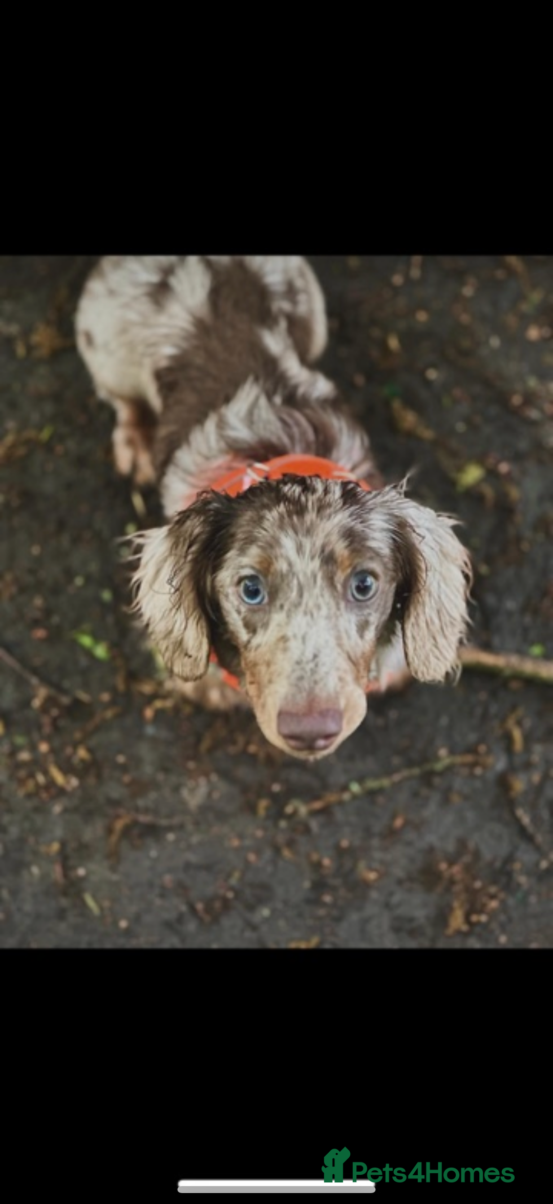 Miniature Dachshund dogs for stud:  BUMBO Miniature longhair dachshund stud - Image 1