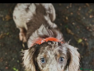 Miniature Dachshund dogs - Advert 7