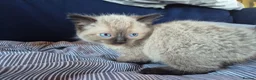Mixed Breed cats for sale: Mixed cross Ragdoll babies - Advert 2