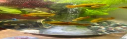 Platies fish for sale: Sunset platies in Wellington - Advert 1