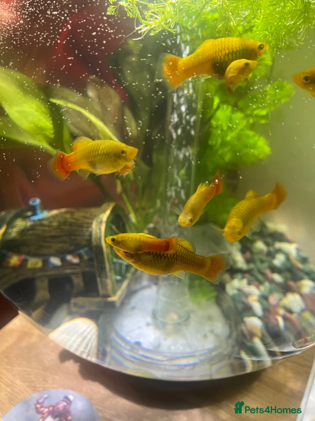 Platies fish for sale: Sunset platies in Wellington - Advert 1