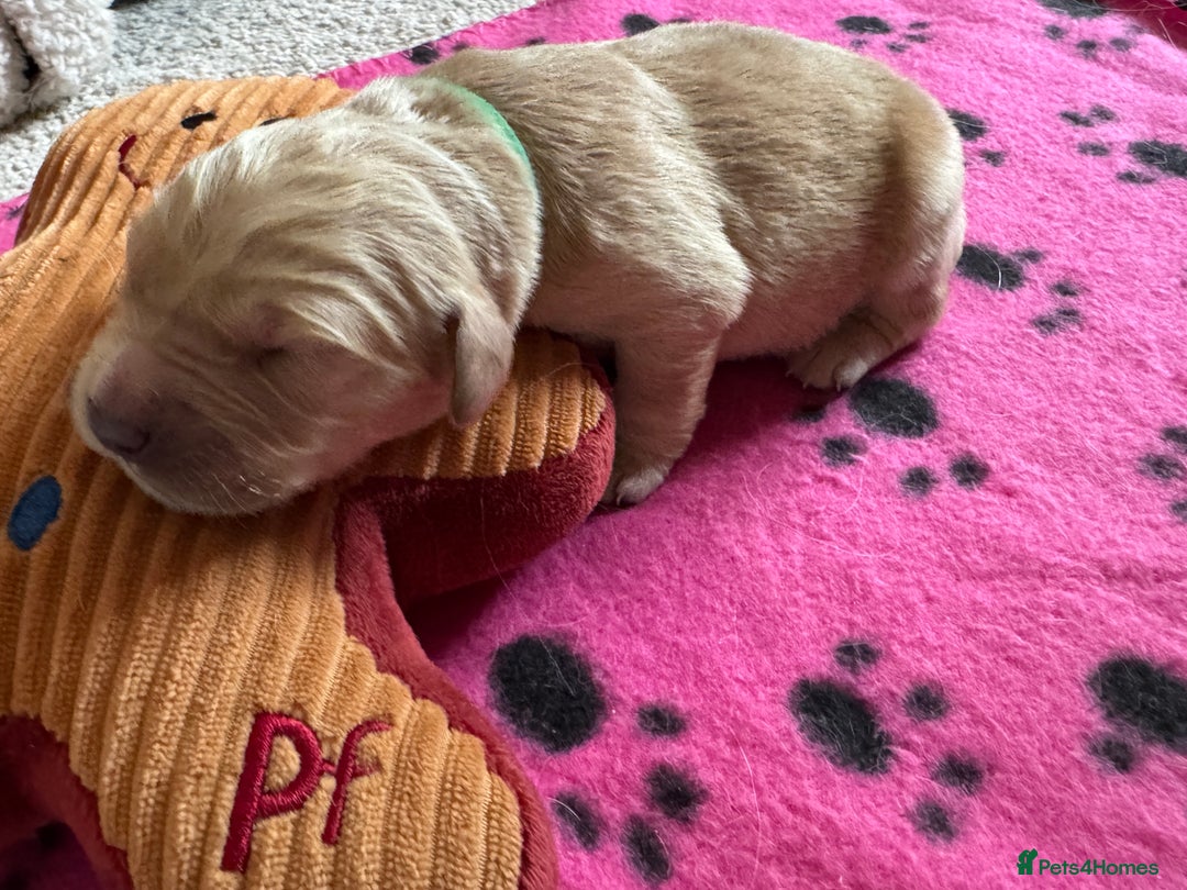 Golden Retriever dogs for sale: KC Registered Goldens born on  **  Day - Advert 10