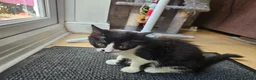 British Shorthair cats for sale: 2 Female Black and White kittens - Advert 12