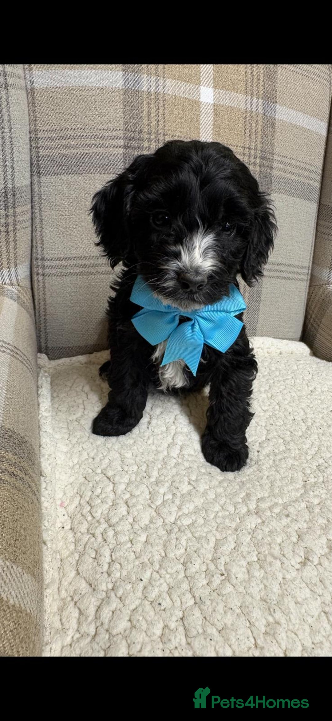 Cockapoo dogs for sale: Cockerpoos - Advert 2