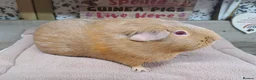 Guinea Pig rodents for sale: Female Guinea Pigs - Leeds collection - Advert 5
