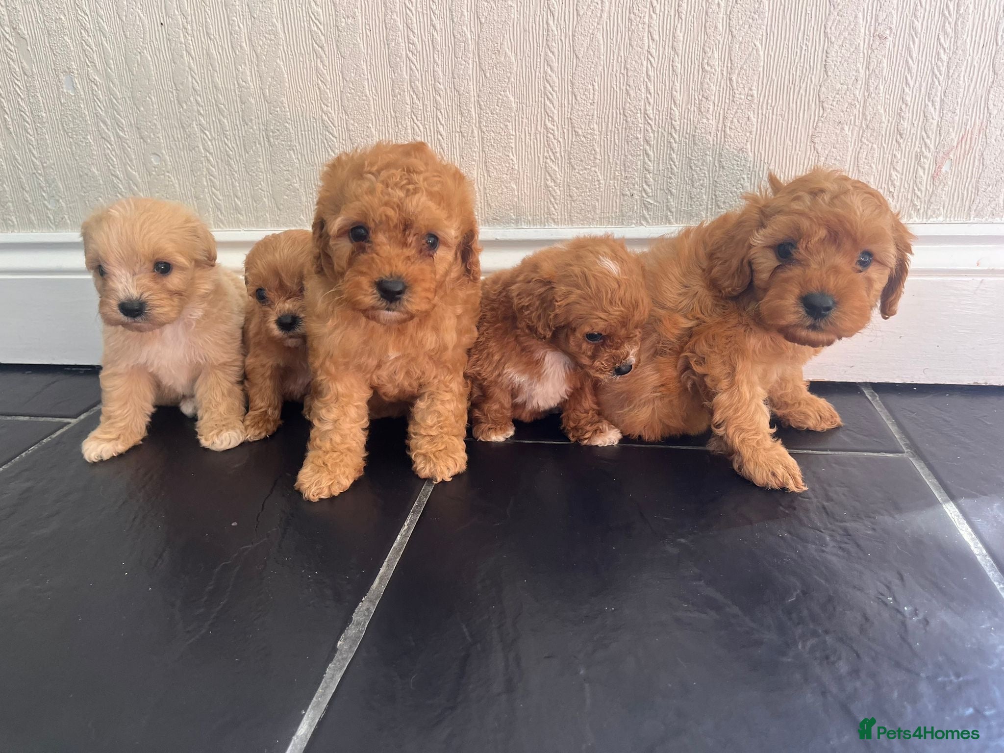 Cavapoo dogs  CAVAPOO F1 PUPPYS BOYS +GIRLS AVAILABLE  - Advert 2