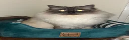 Ragdoll cats for sale: 2x RagdollxPersian Pairs in Mansfield - Advert 16