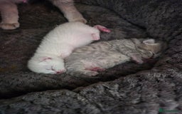 British Shorthair cats for sale: Beautiful British Shorthair girls – Ready Now! - Image 7