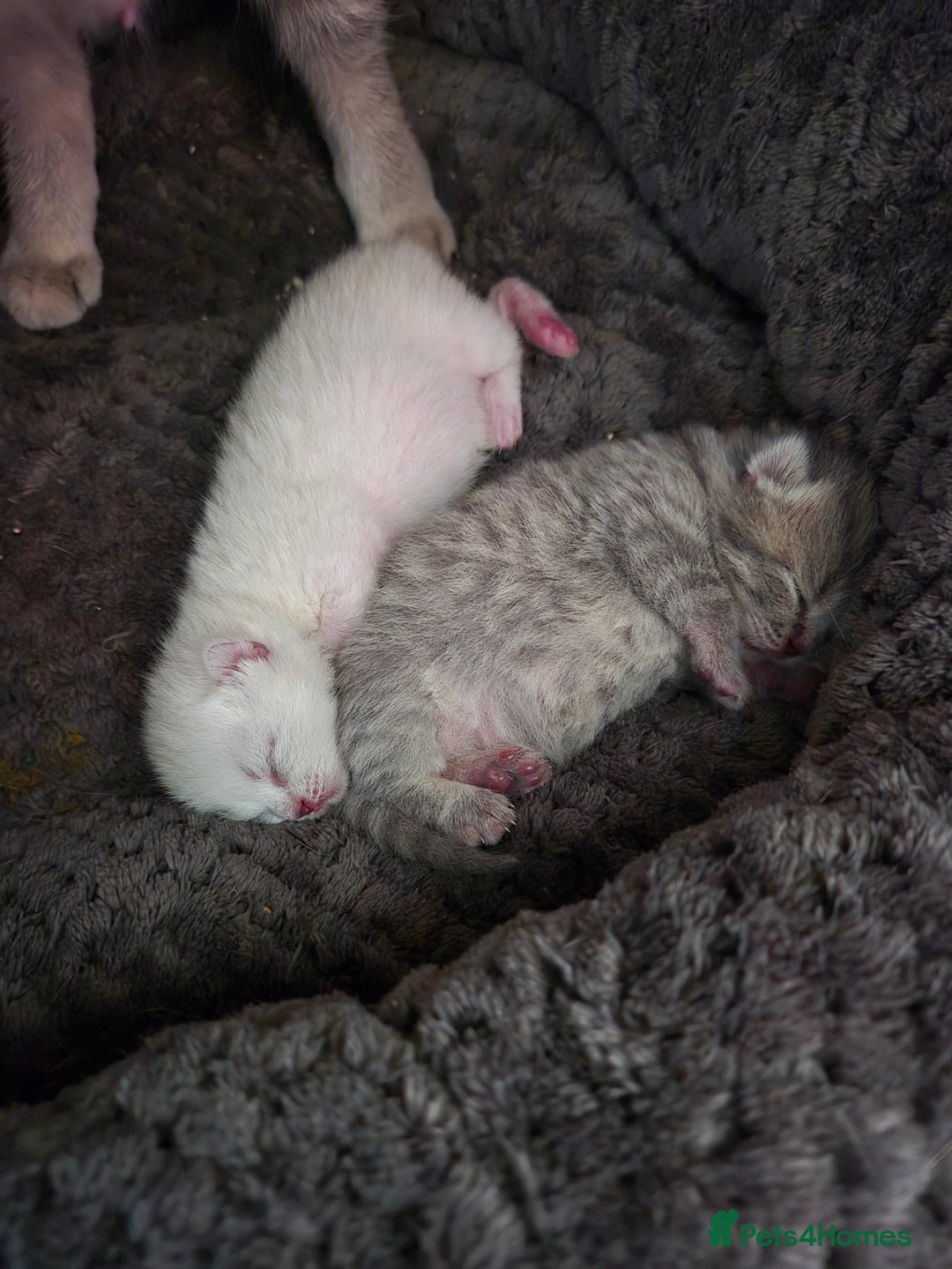 British Shorthair cats for sale: Beautiful British Shorthair girls – Ready Now! - Image 7