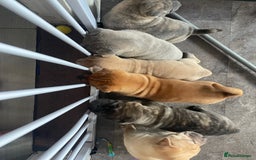 Mixed Breed dogs for sale: Staffie/sharpei pups  - Image 4