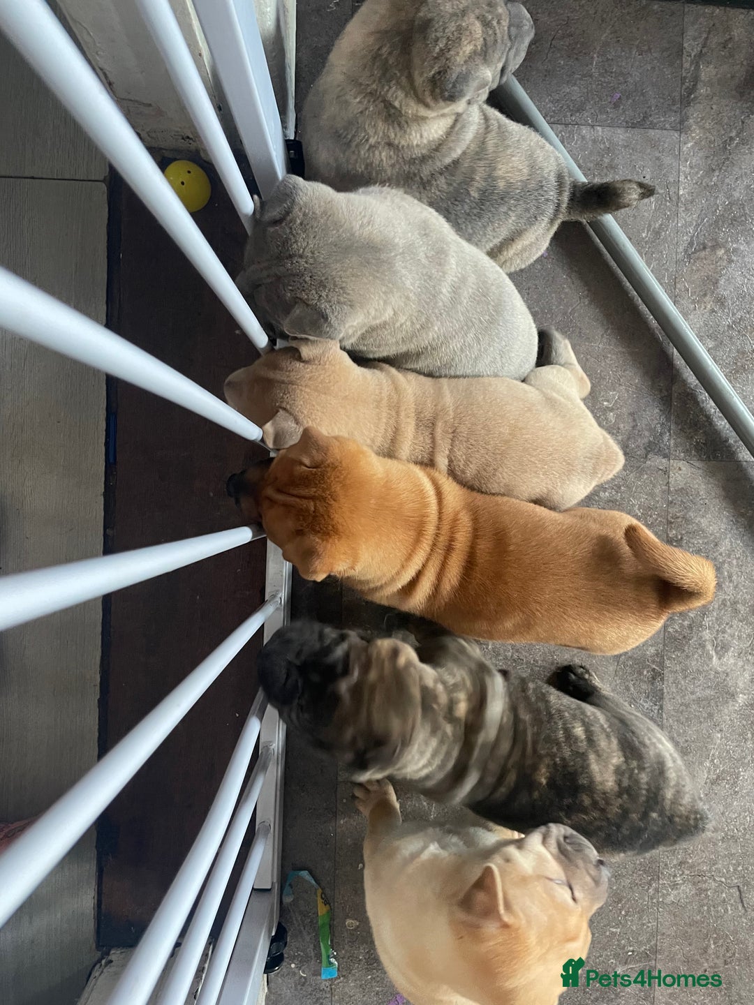 Mixed Breed dogs for sale: Staffie/sharpei pups  - Image 4