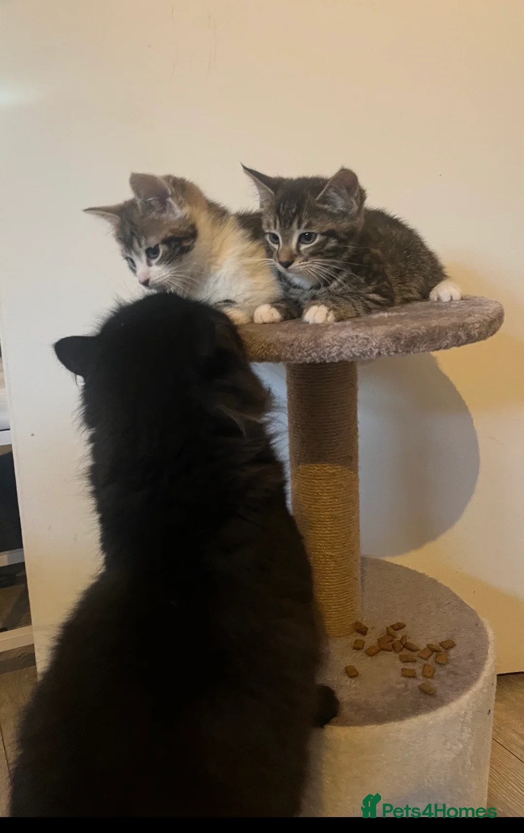 Mixed Breed cats for sale: MAINECOON X KITTENS  - Advert 2