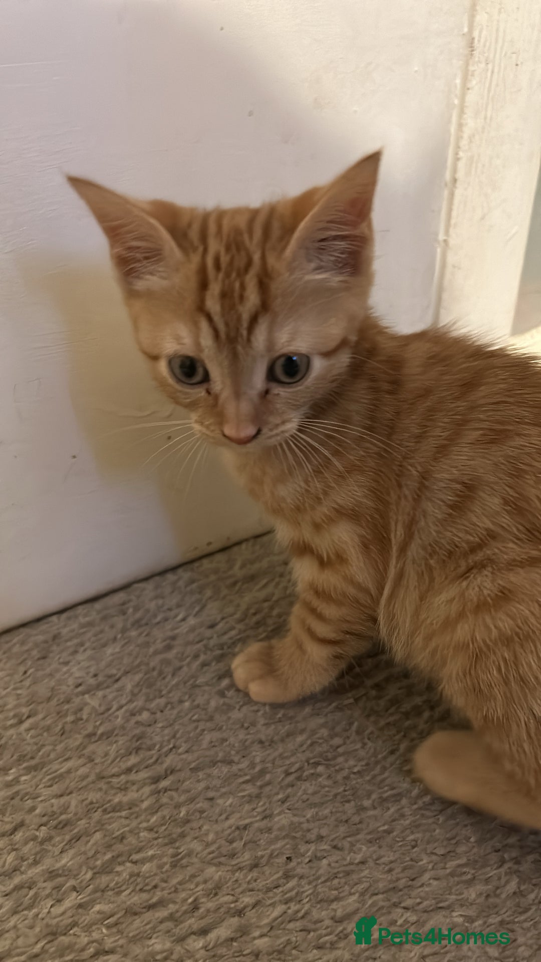 Domestic Shorthair cats for sale: 3 ginger kittens  - Image 3