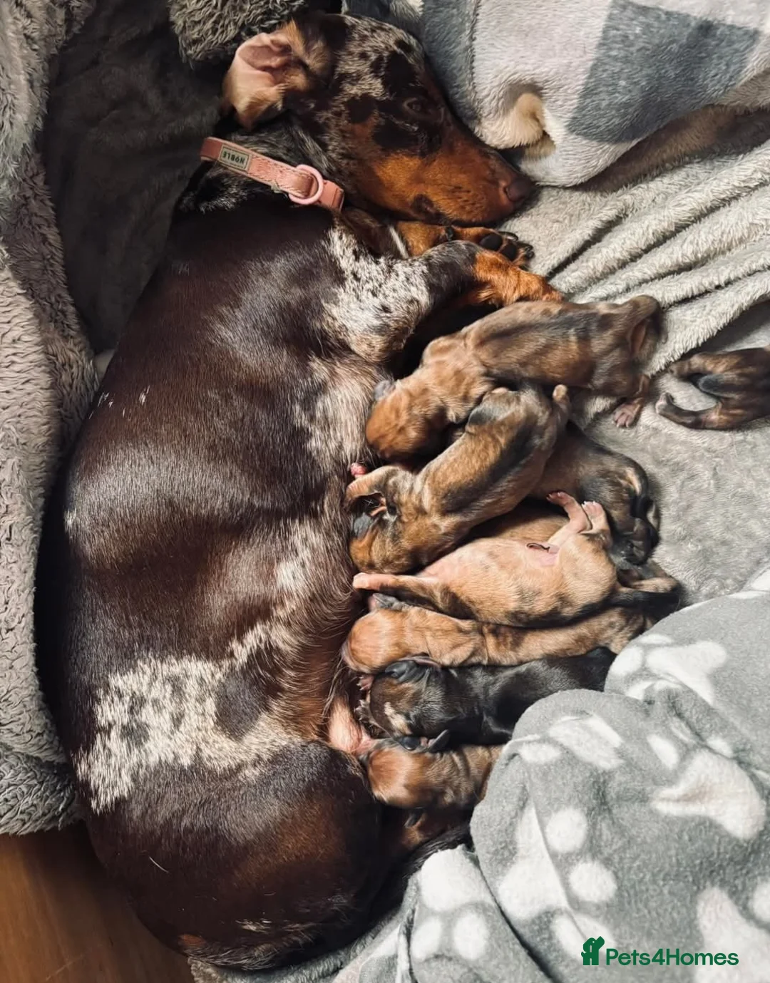 Dachshund dogs for sale: Daschund puppies 🐶  - Advert 4