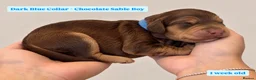 Cockapoo dogs for sale: Extensively DNA Tested Cockapoo Puppies 🧬 - Advert 6