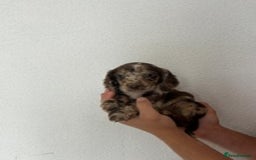 Cocker Spaniel dogs for sale: STUNNING COCKER SPANIEL PUPPIES  - Image 12