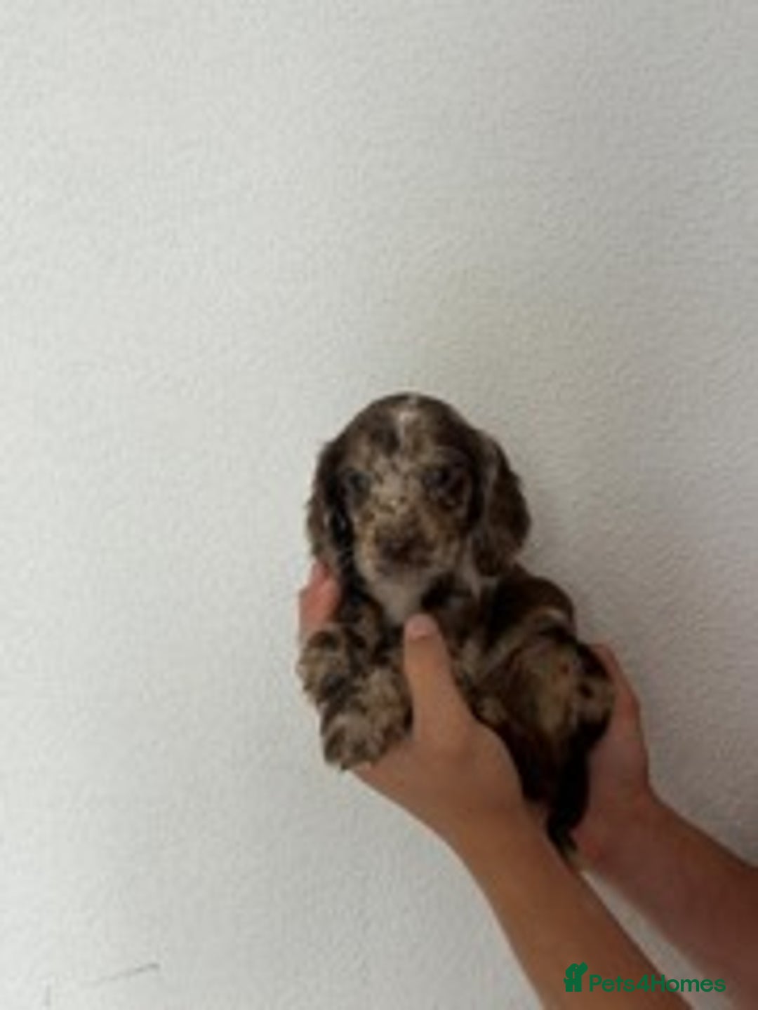 Cocker Spaniel dogs for sale: STUNNING COCKER SPANIEL PUPPIES  - Image 12