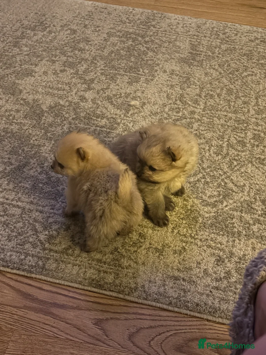 Pomeranian dogs for sale: Beautiful Rare Cream Sable Pomeranian Puppy  in Horley - Advert 7