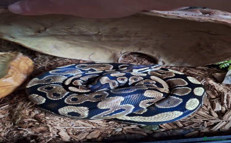 Python Snake reptiles - Advert 1